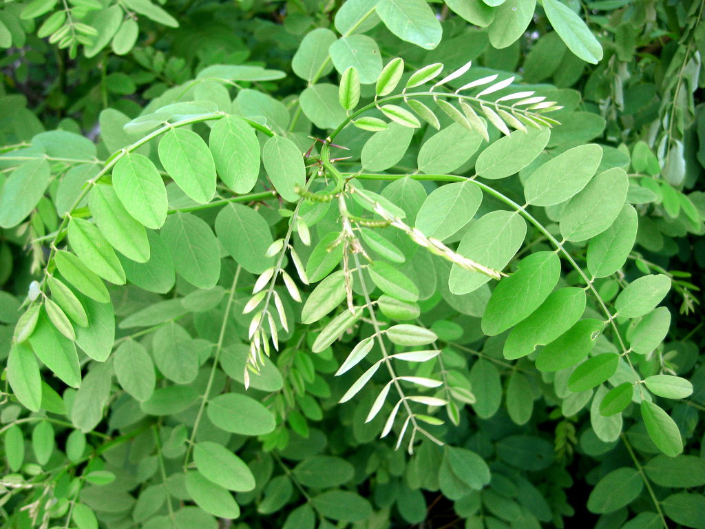 black locust  